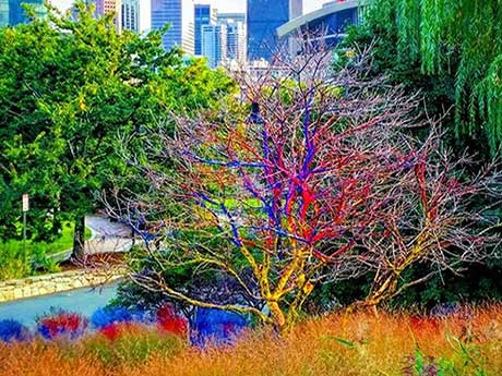 Dead painted tree